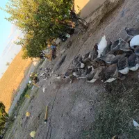 غاز .