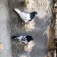 کفتر کله سیاه کاکلی نرماده
