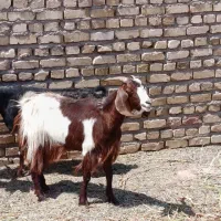 بز استاق