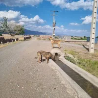 دو عددسگ خراسانی قیمت جفتشون ۹۰ میلیون