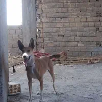 سگ شرمن