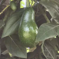 نهال آووکادو   اصلاح شده