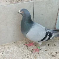 پرنده فروشی