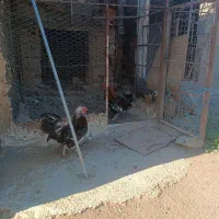 خروس گلین