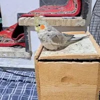 پرنده عروس ماده