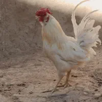 خروس و مرغ