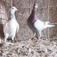 ده جوفت کفترهمه باهم ۱۵ملیون