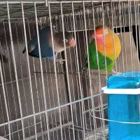 فروش جفت برزیلی کارداده