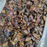 خرما|حراج|ابهر, |دیوار