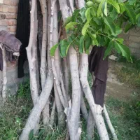 شاخ وتنه اصلی درخت توت برای زغال قلیان