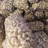 سیر خشک