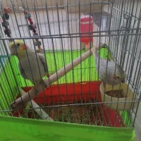 عروس هلندی نر وماده