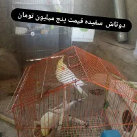 عروس هلندی