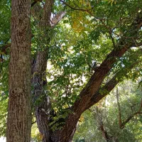 درخت گردو|عمده‌فروشی|کلاترزان, |دیوار