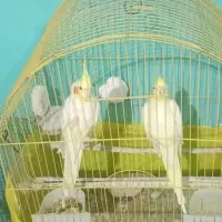 عروس هلندی