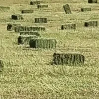 فروش یونجه