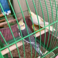 عروس هلندی