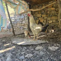 خروس دورگه گپی