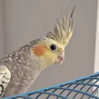 یک دانه عروس هلندی گمشده