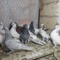 کبوتر  دوکت و یکجا یی وزرد