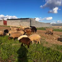 معاوضه گوسفند با طلا