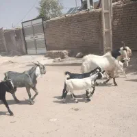 یک عدد چبش با دوبر