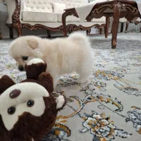 پامرعروسکی خرسی سایز کوچیک ۲۸ ملیون فقط تا شنبه