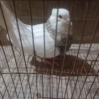 نرطوقی|پرنده|ماهان, |دیوار