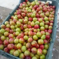 آلوچه مراغه