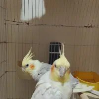 جفت عروس هلندی