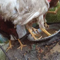 مرغ و خروس