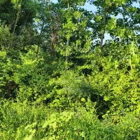 زمین-مناسب-برای-سرمایه-گذاری