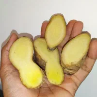 زنجبیل آبدار مناسب عصاره گیری