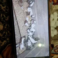کبوتر