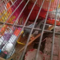 جفت طوطی عروس با جوجه. با قفس و لانه