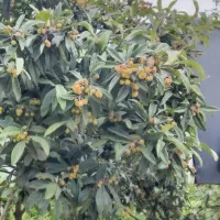 فروش انبه