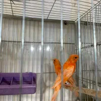 جوجه قناری نر و ماده