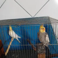 عروس هلندی