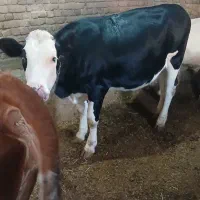 گوساله