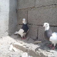 کبوتر