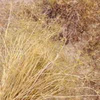زیره سیاه.کوهی درجه یک