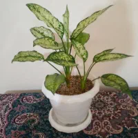 گل کتوس و اگلونما