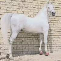 اسب مادیان کرد