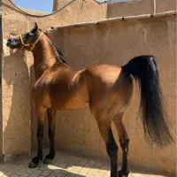 اسب نریان ترک اصیل سواریدار