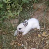 بچه خرکوش