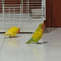 فروش طوطی برزیلی