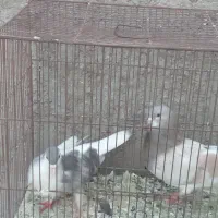 ساده هفرنگ
