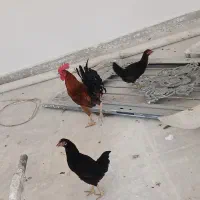 مرغ عربی