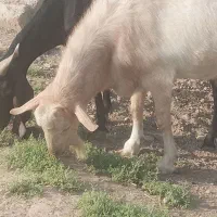 بز نر