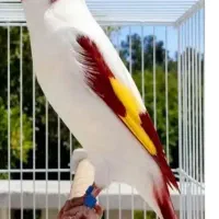 پرنده